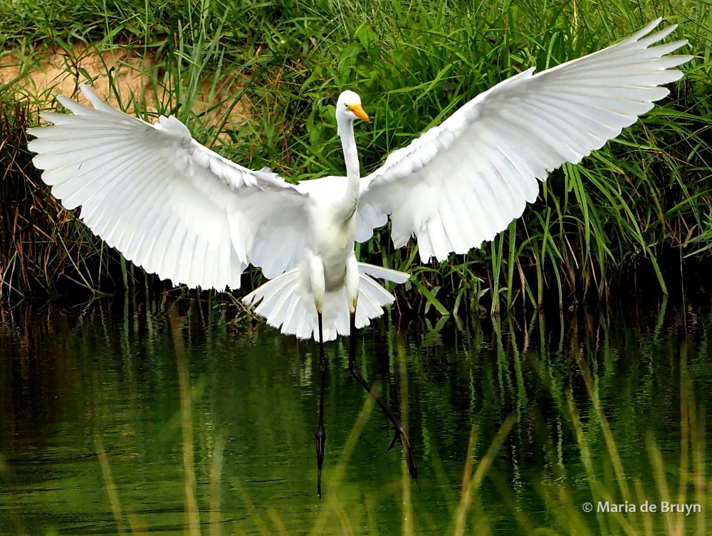 2 great egret P8040974© Maria de Bruyn-sgd res
