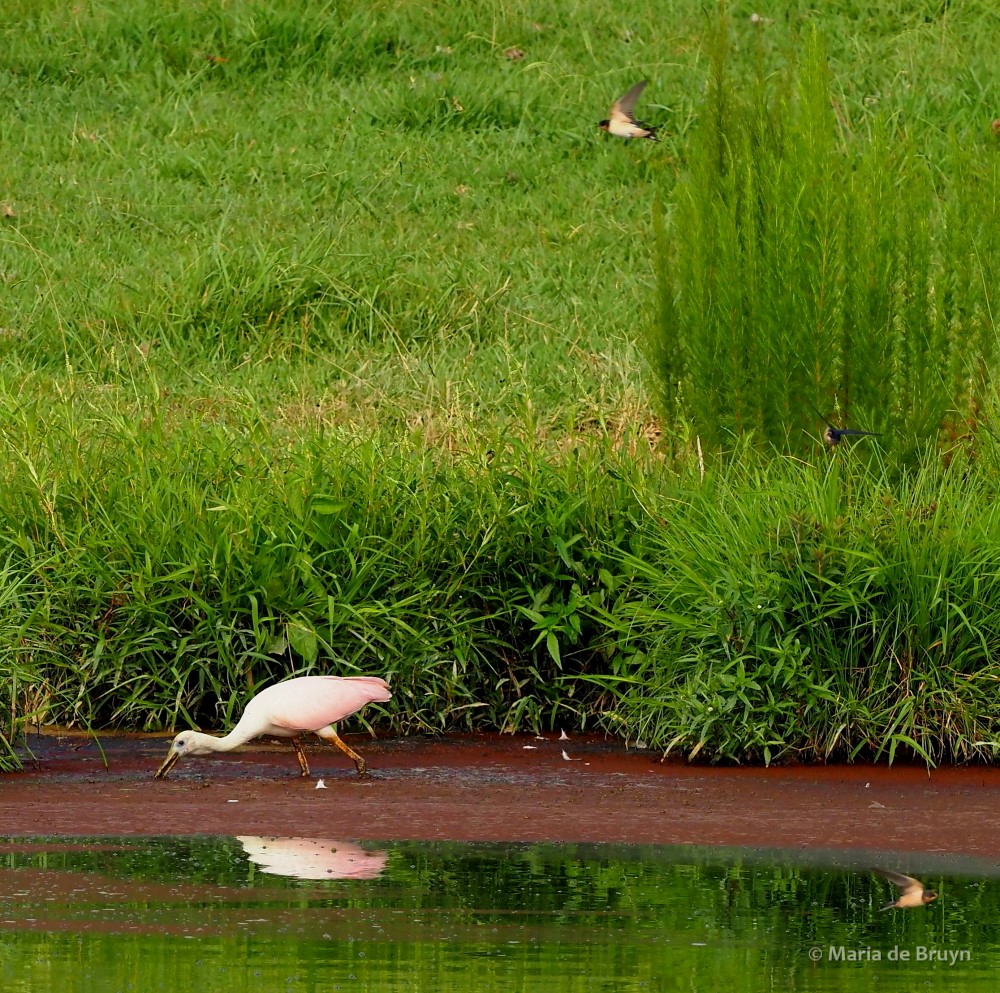 20 roseate spoonbill P8040825 © Maria de Bruyn res