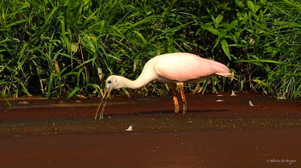 21 roseate spoonbill P8040483 © Maria de Bruyn res