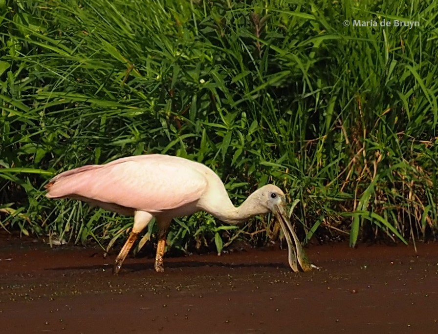 23 roseate spoonbill P8040502 © Maria de Bruyn