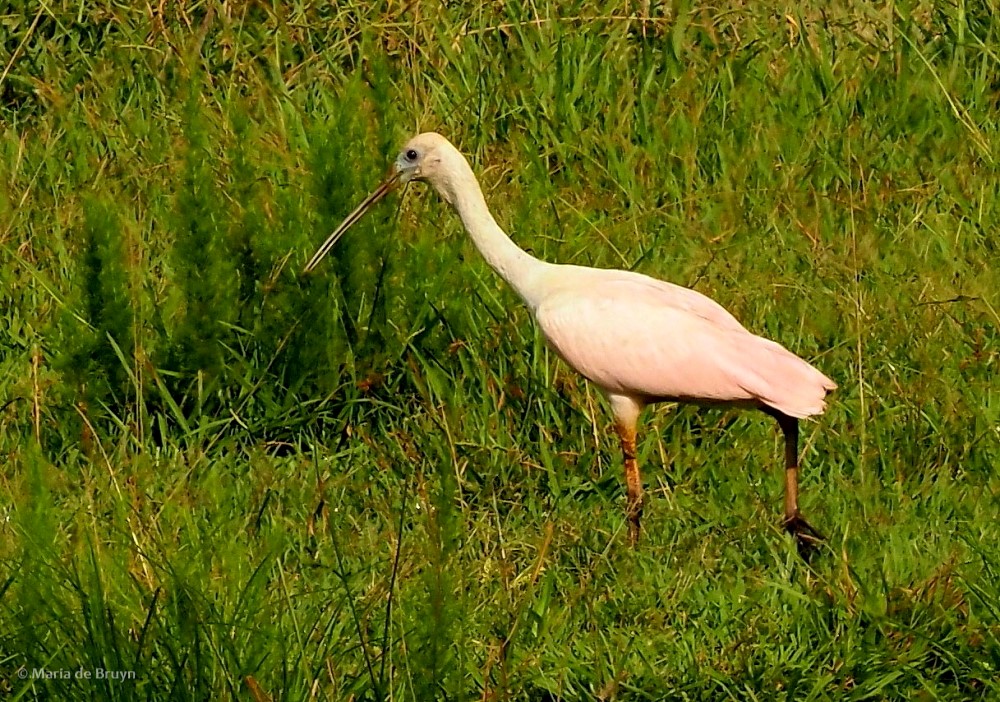 3 roseate spoonbill P8040309 © Maria de Bruyn res
