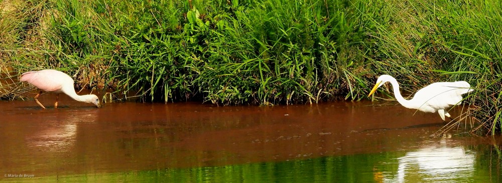 4 roseate spoonbill P8040325© Maria de Bruyn res