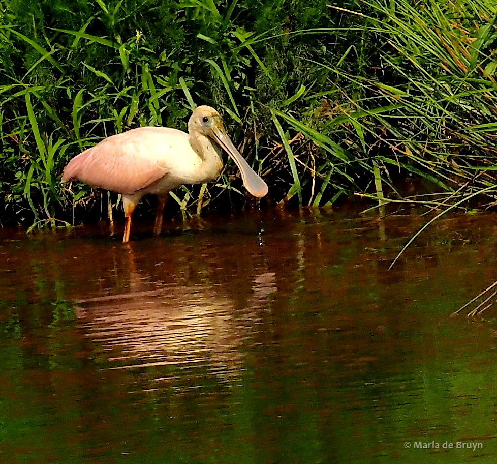 6 roseate spoonbill P8040996© Maria de Bruyn res