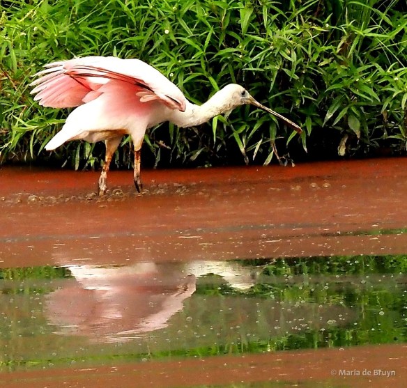 7 roseate spoonbill P8041138 © Maria de Bruyn res