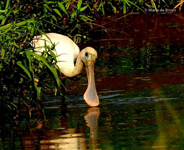 8 roseate spoonbill P8040580 © Maria de Bruyn card (2)