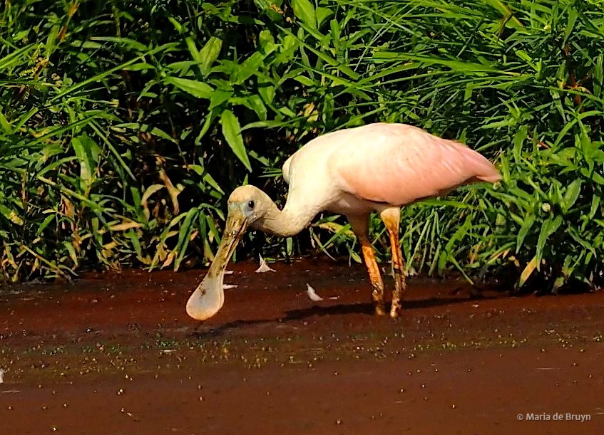 9 roseate spoonbill P8040517© Maria de Bruyn res