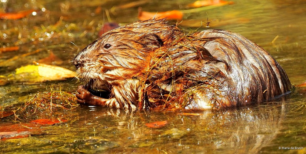 10 Muskrat P8132618© Maria de Bruyn res