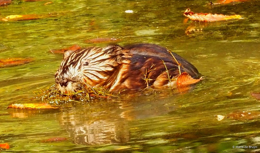 11 Muskrat P8132497 © Maria de Bruyn res