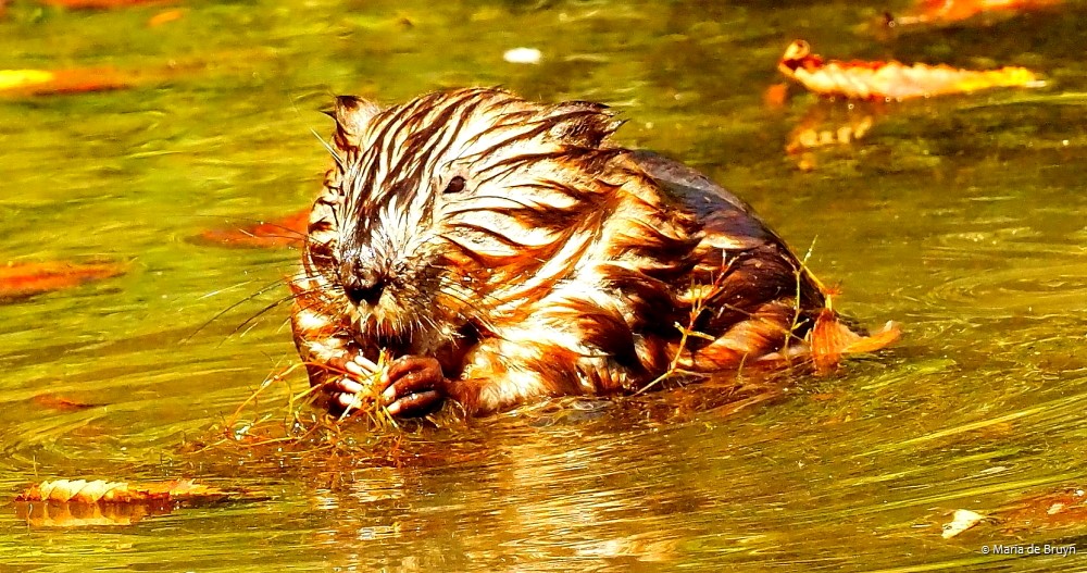 12 Muskrat P8132506 © Maria de Bruyn res