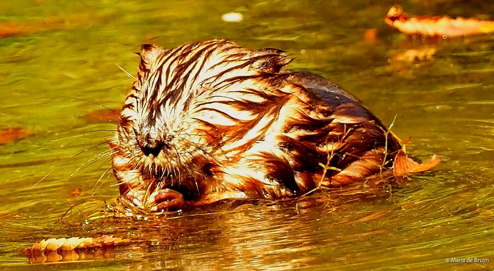 15 Muskrat P8132510© Maria de Bruyn res