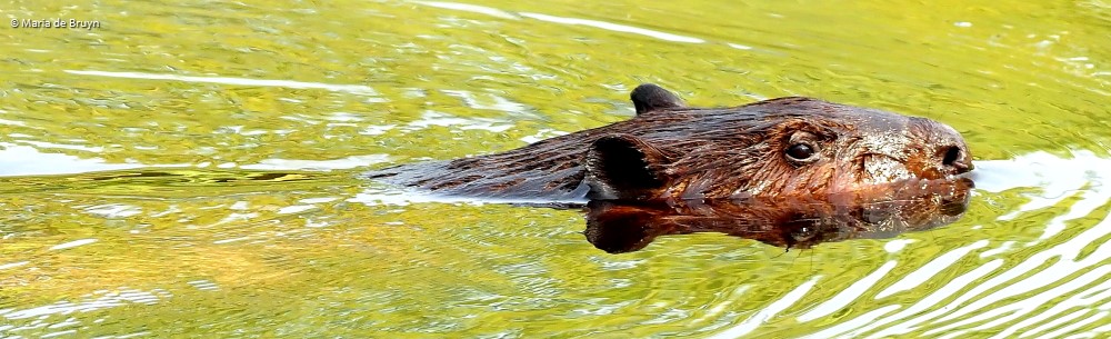 16 American beaver P8132453© Maria de Bruyn res