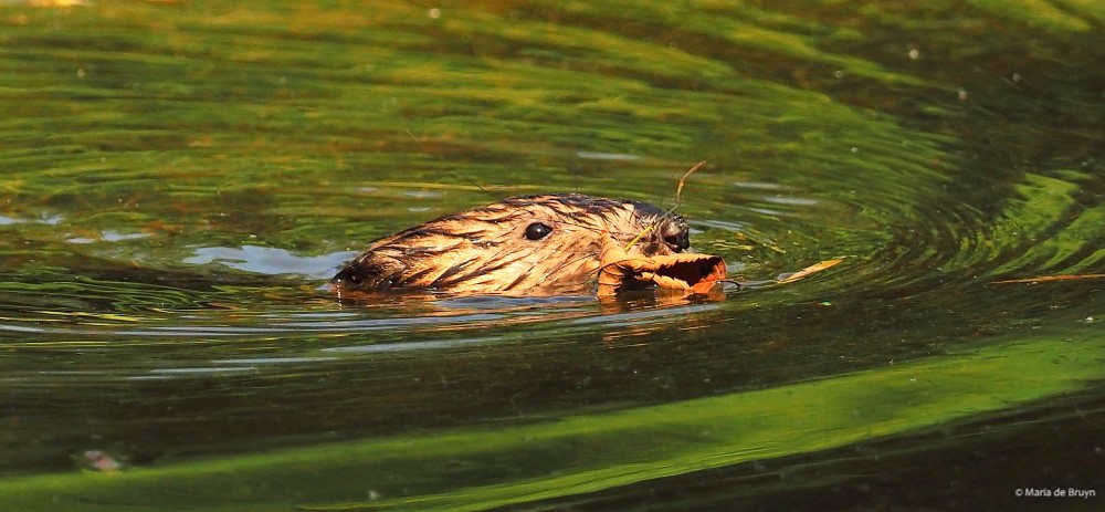 17 Muskrat P8132673 © Maria de Bruyn res