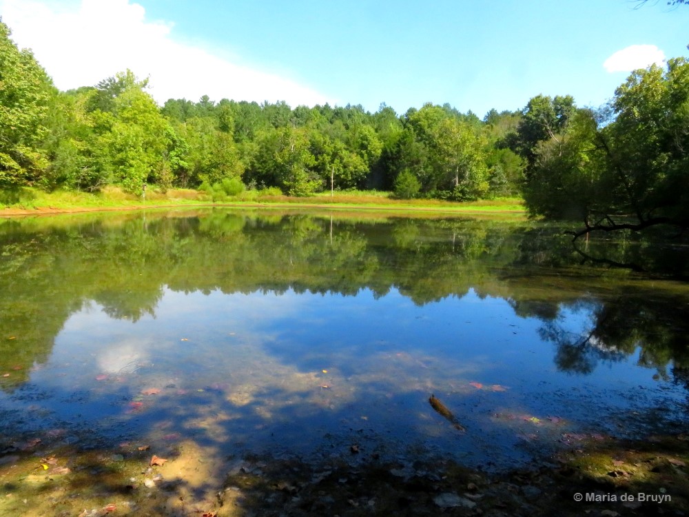 2 Brumley pond IMG_0643 © Maria de Bruyn res