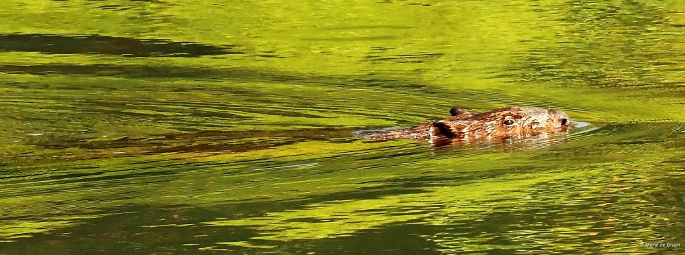 3 American beaver P8132481© Maria de Bruyn res