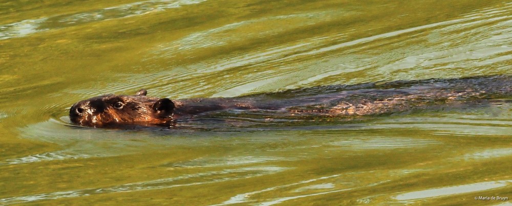 4 American beaver P8132423© Maria de Bruyn res