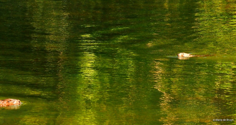 7 American beaver and muskrat P8132482 © Maria de Bruyn res
