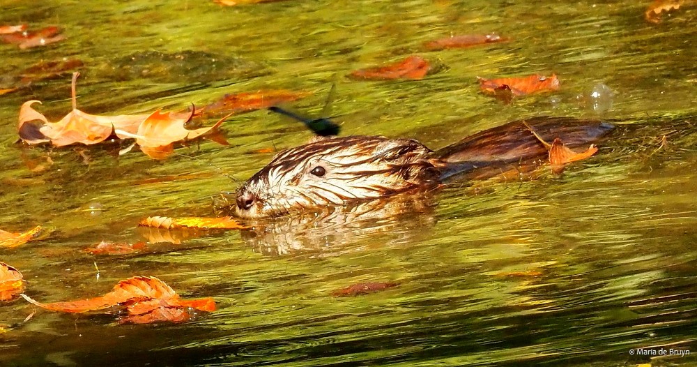 9 Muskrat P8132493© Maria de Bruyn res