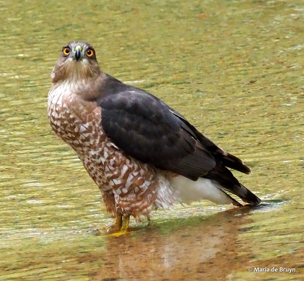 Cooper's hawk PA063998 © Maria de Bruyn res