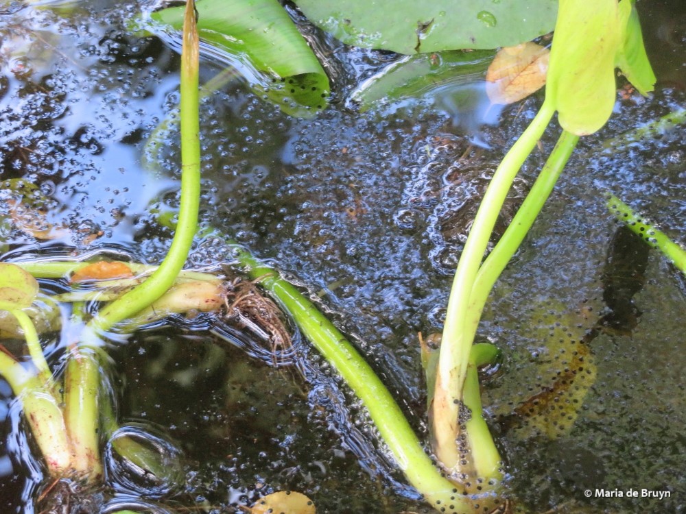 frog eggs IMG_0040© Maria de Bruyn res