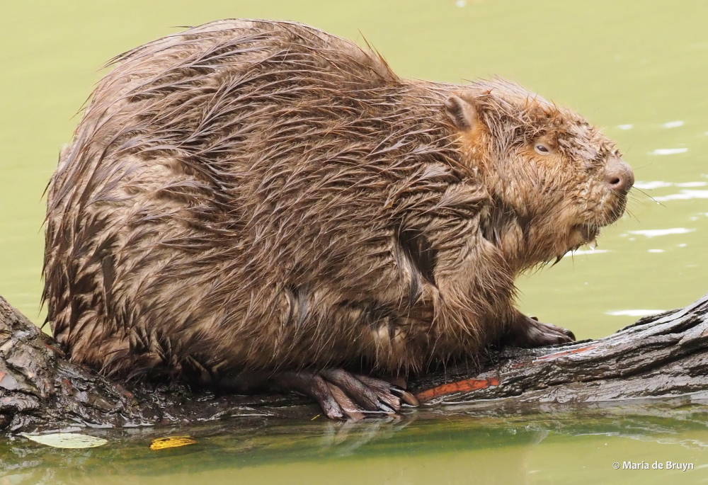 0 beaver PA299293© Maria de Bruyn res