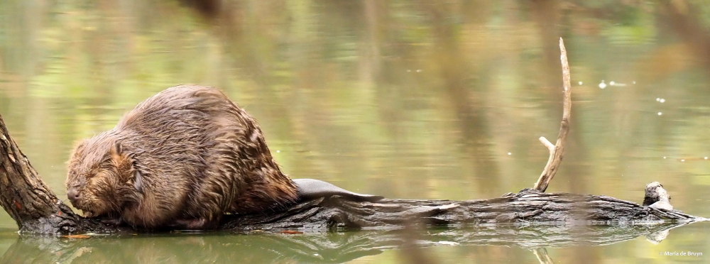 1 beaver PA299182 © Maria de Bruyn. res