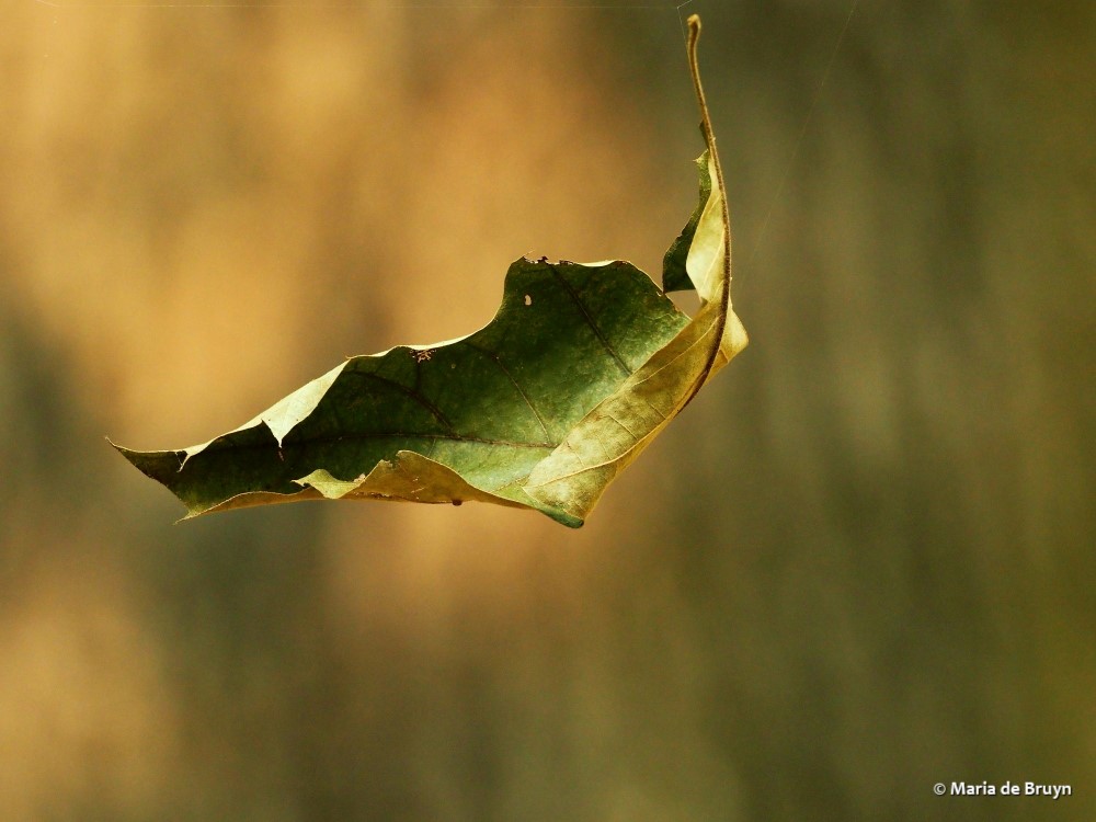 1 leaf P9146097© Maria de Bruyn res