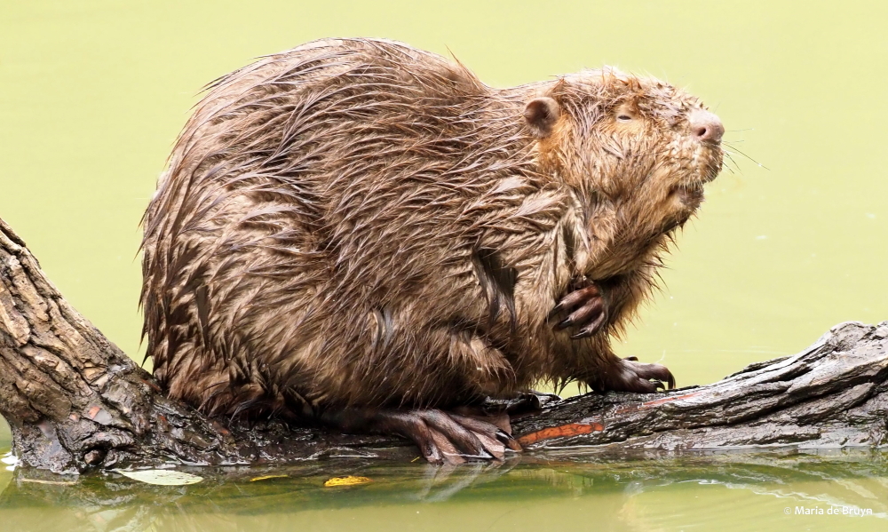 10 beaver PA299258© Maria de Bruyn res