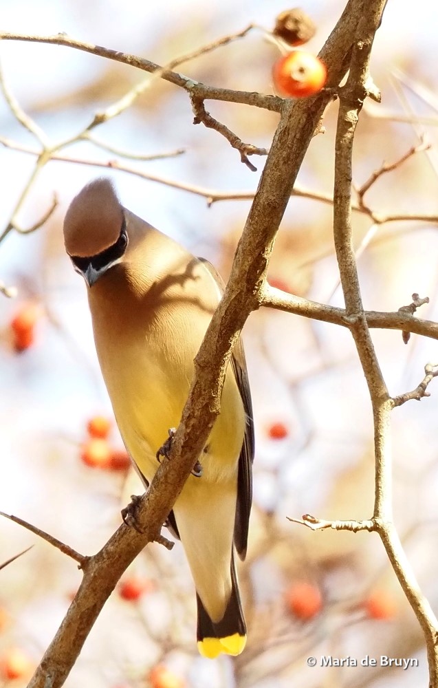 10 cedar waxwing PC271628© Maria de Bruyn res