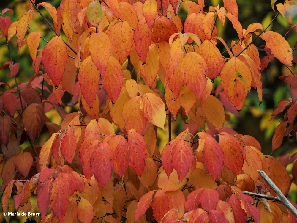 11 maple PB169564 © Maria de Bruyn res