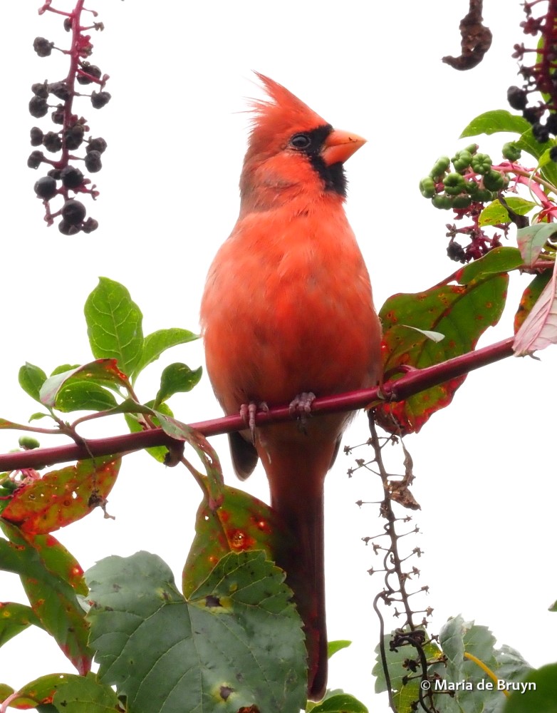 11 Northern cardinal PA074424 © Maria de Bruyn res