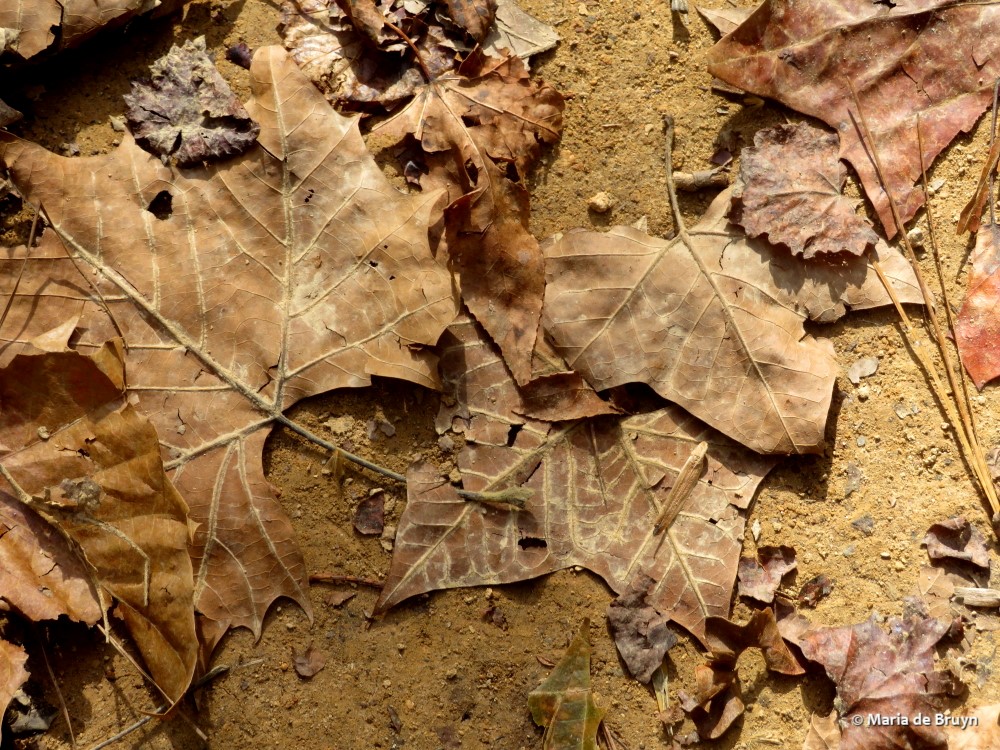 12 leaves IMG_1908 © Maria de Bruyn res