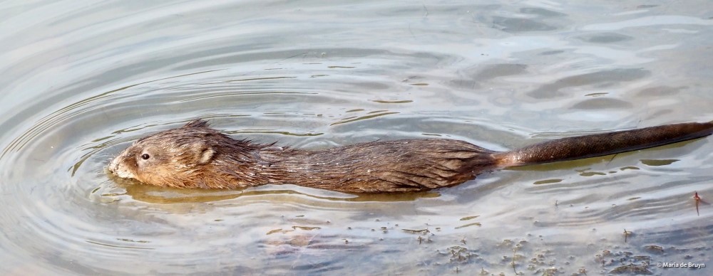 12 muskrat PC173212© Maria de Bruyn res