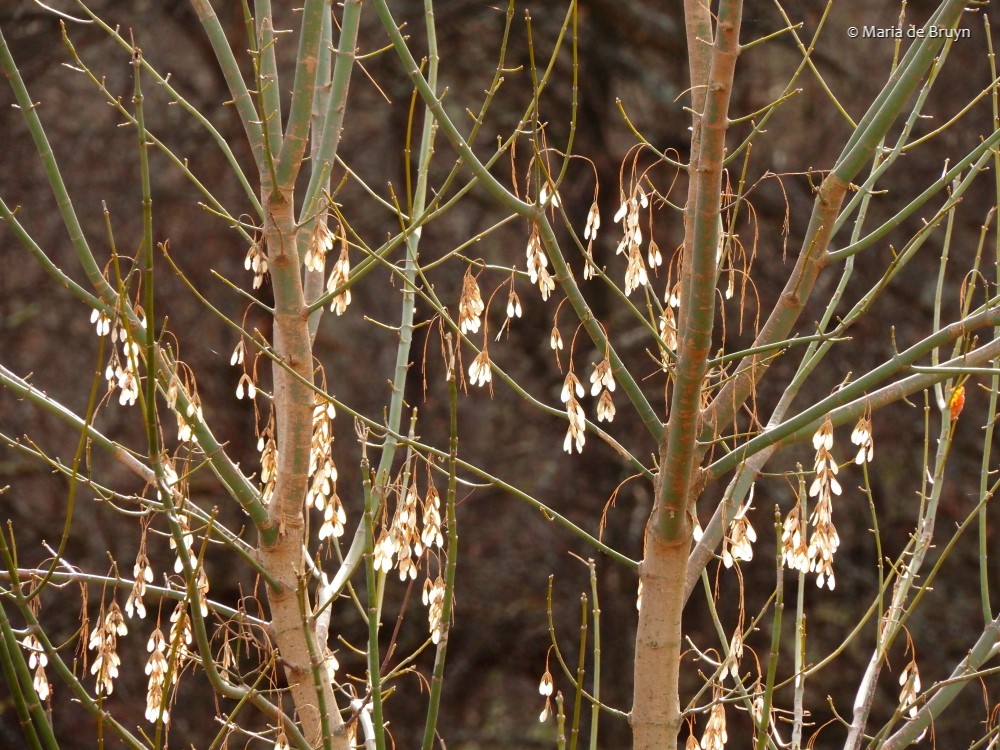 13 seedsPC173288 © Maria de Bruyn res