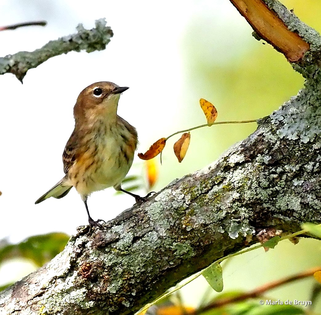 13 yellow-rumped warbler PA017988© Maria de Bruyn