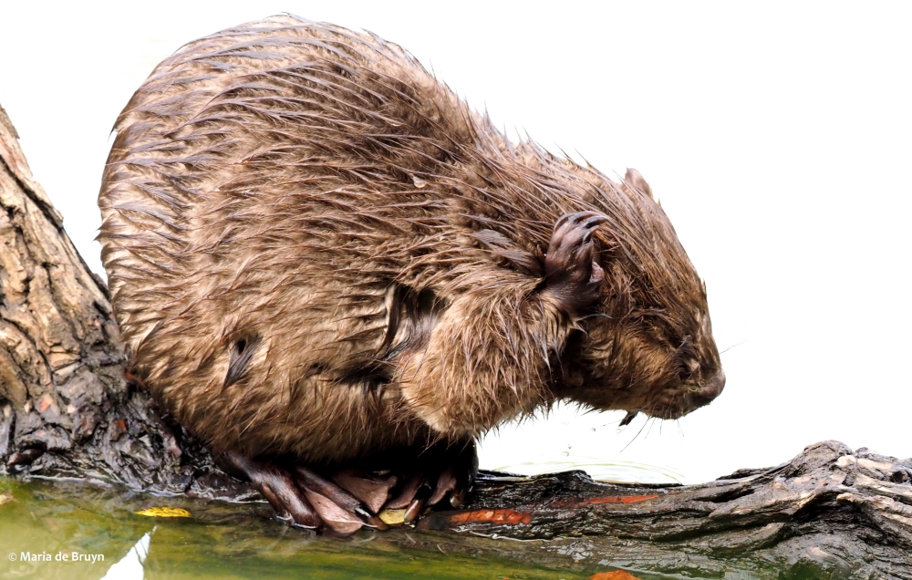 14 beaver PA299403 © Maria de Bruyn res