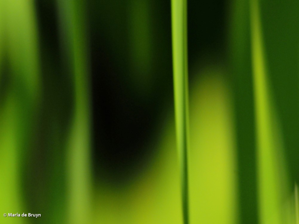 14 stems P8028400 © Maria de Bruyn res