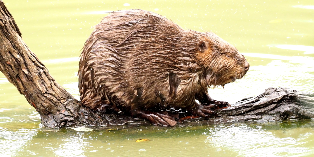 15 beaver PA299232© Maria de Bruyn res