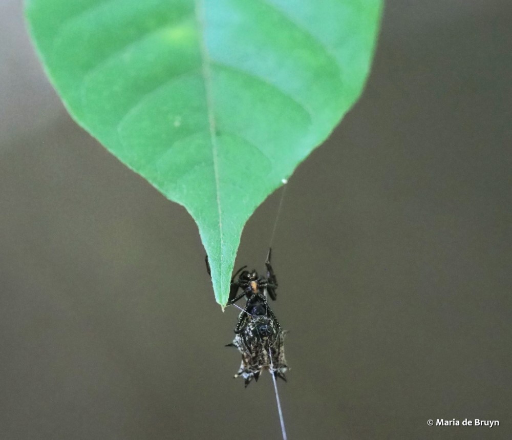 15 spider P8251982 Maria de Bruyn res