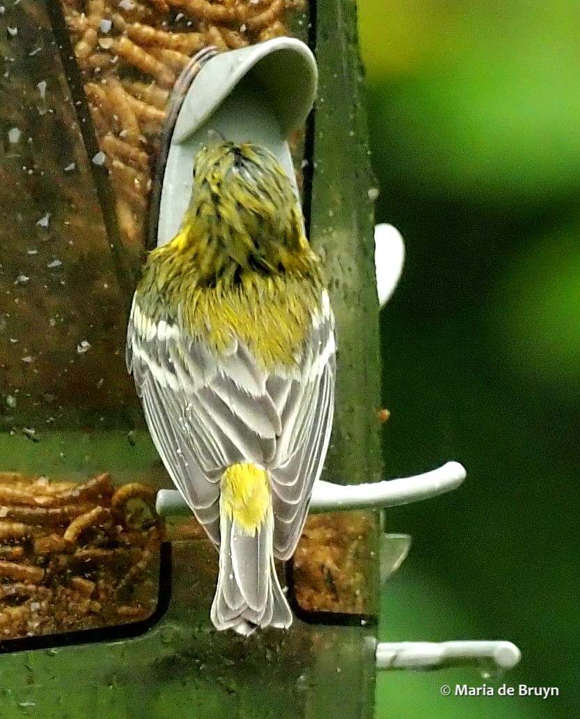 15 yellow-rumped warbler P9093954© Maria de Bruyn