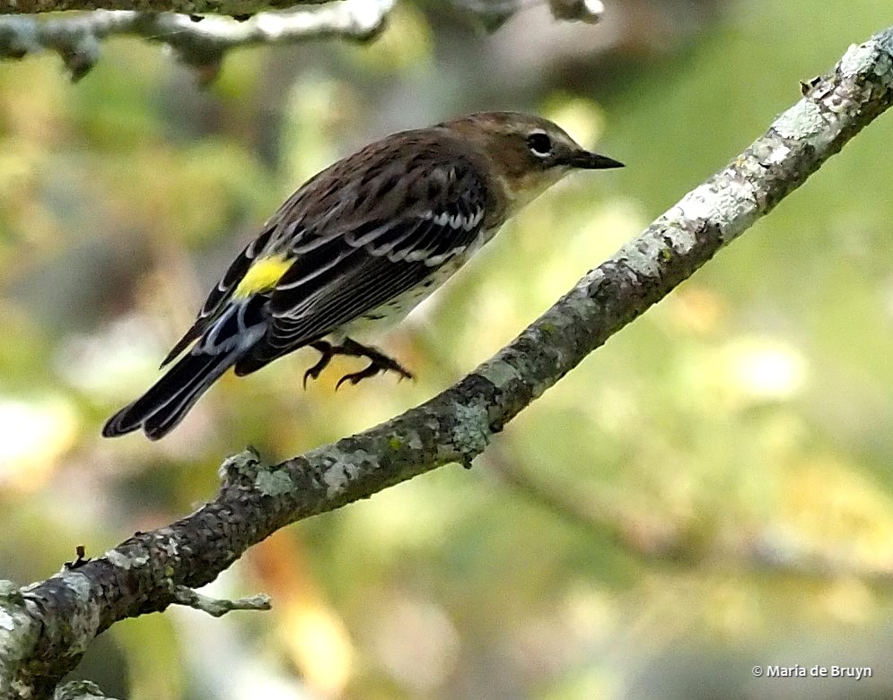 16 yellow-rumped warbler PA017970 © Maria de Bruyn
