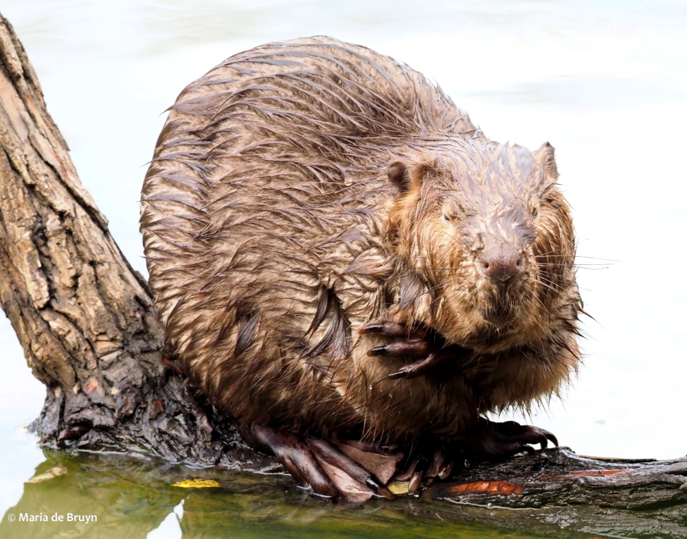 17 beaver PA299410 © Maria de Bruyn res