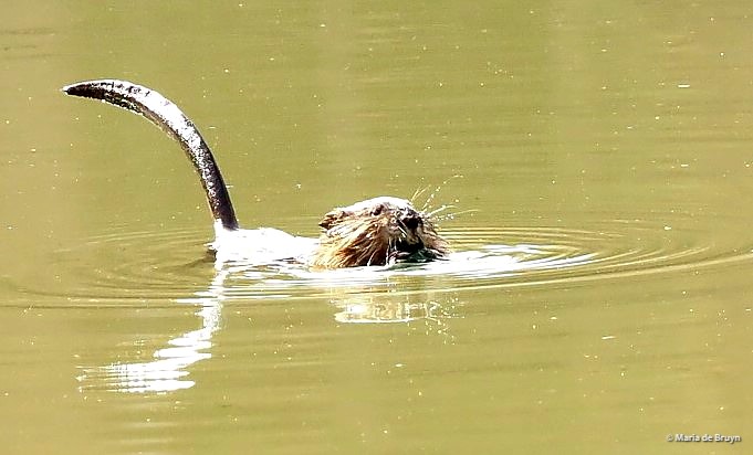 17 muskrat PC048698© Maria de Bruyn res