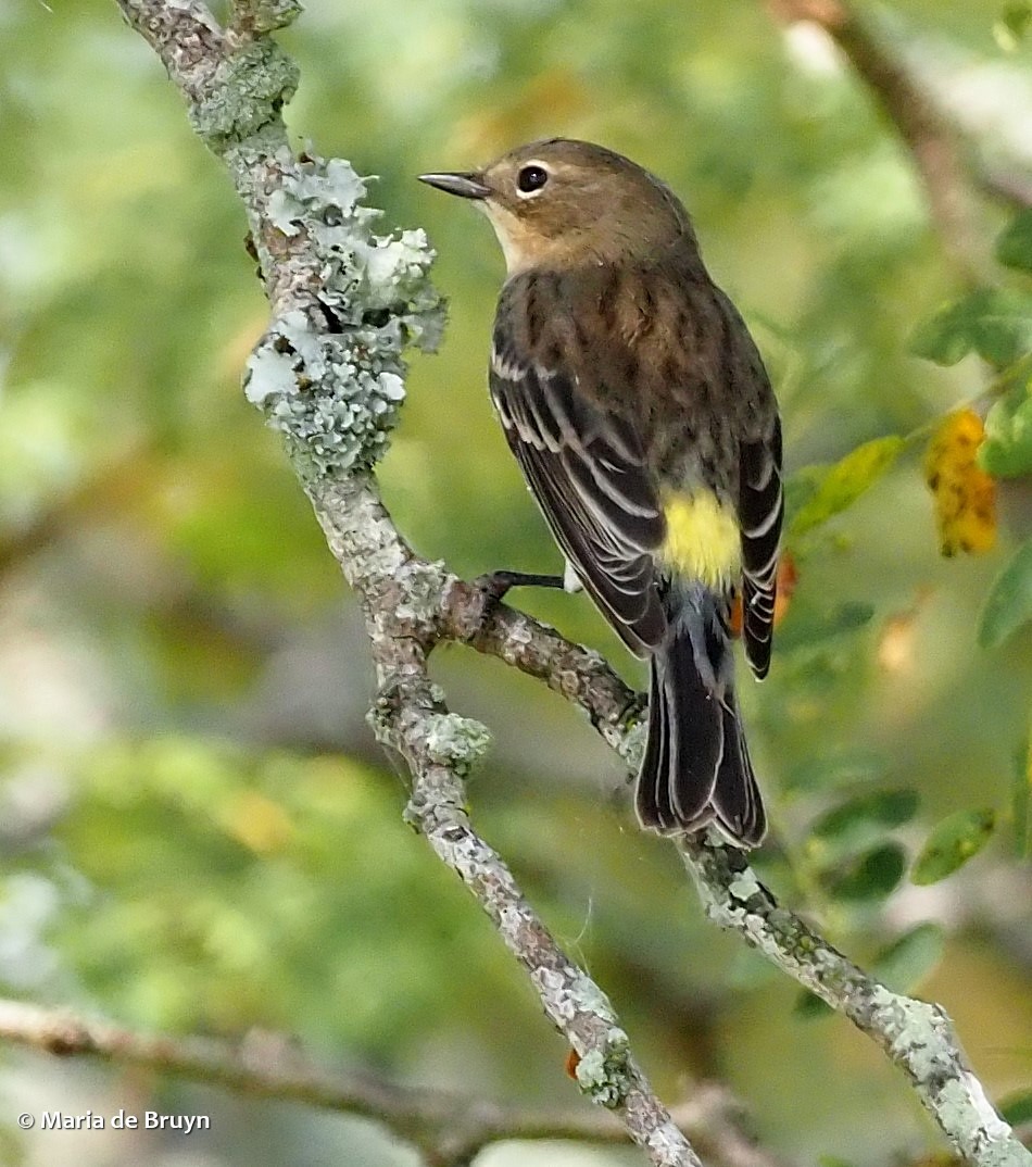 17 yellow-rumped warbler PA018009© Maria de Bruyn