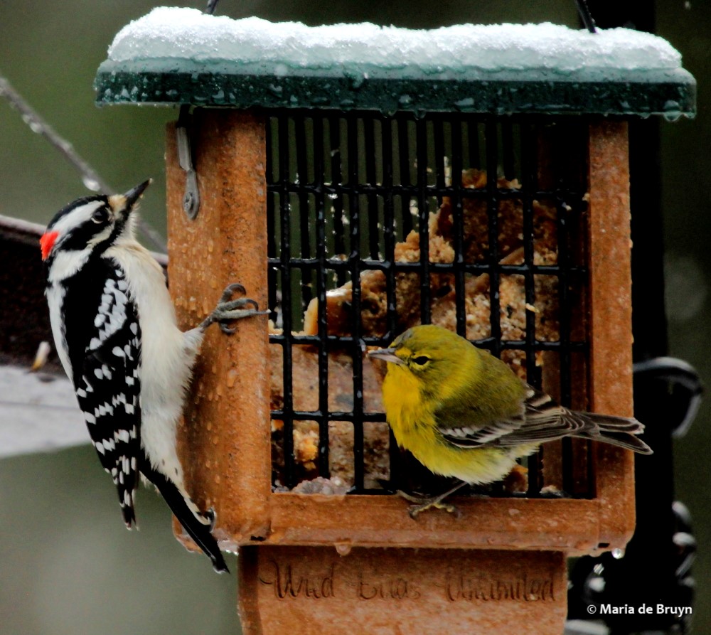 18 pine warbler IMG_9129© Maria de Bruyn res