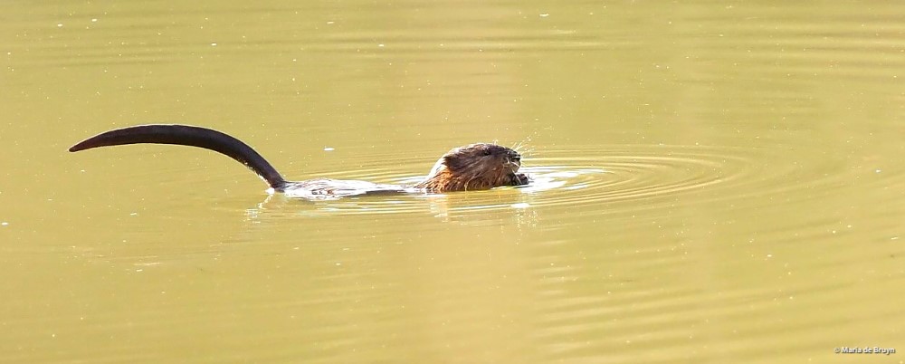 19 muskrat PC048688© Maria de Bruyn res