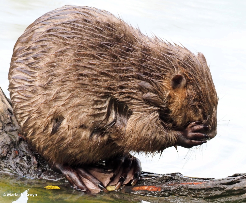 19 speak no evil beaver PA299368 © Maria de Bruyn res