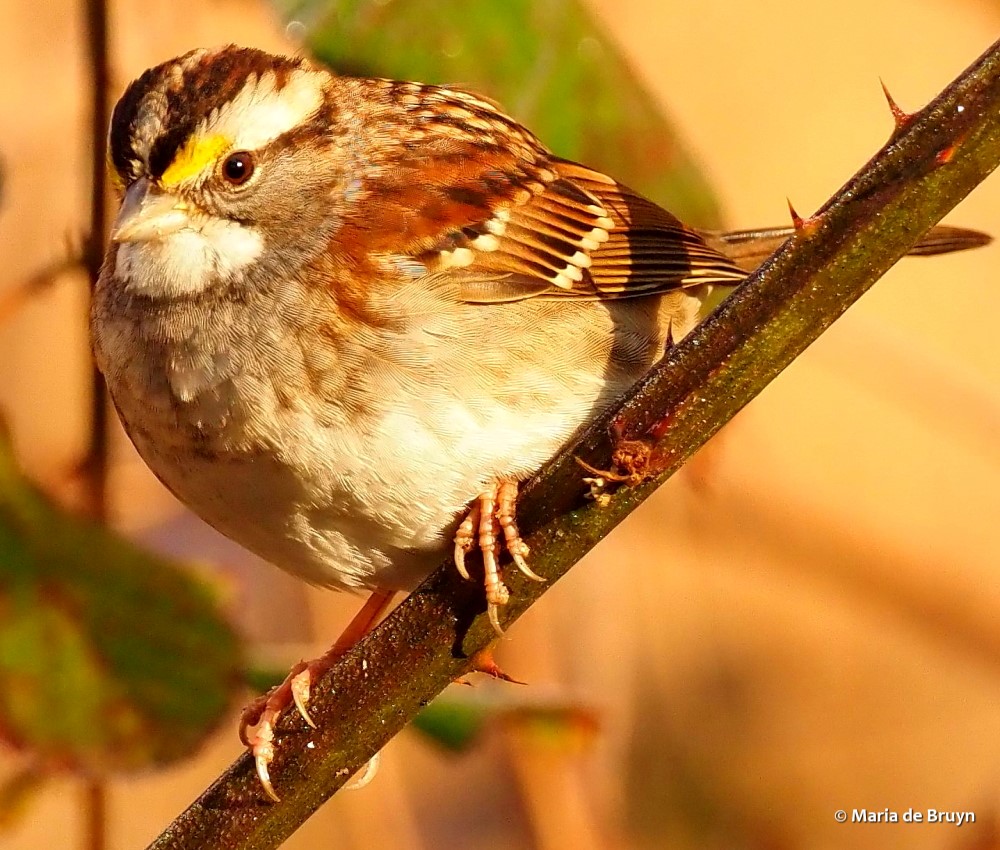 1A white-throated sparrow PC141120© Maria de Bruyn res