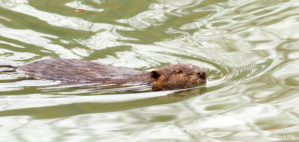 2 beaver PA299216 © Maria de Bruyn res