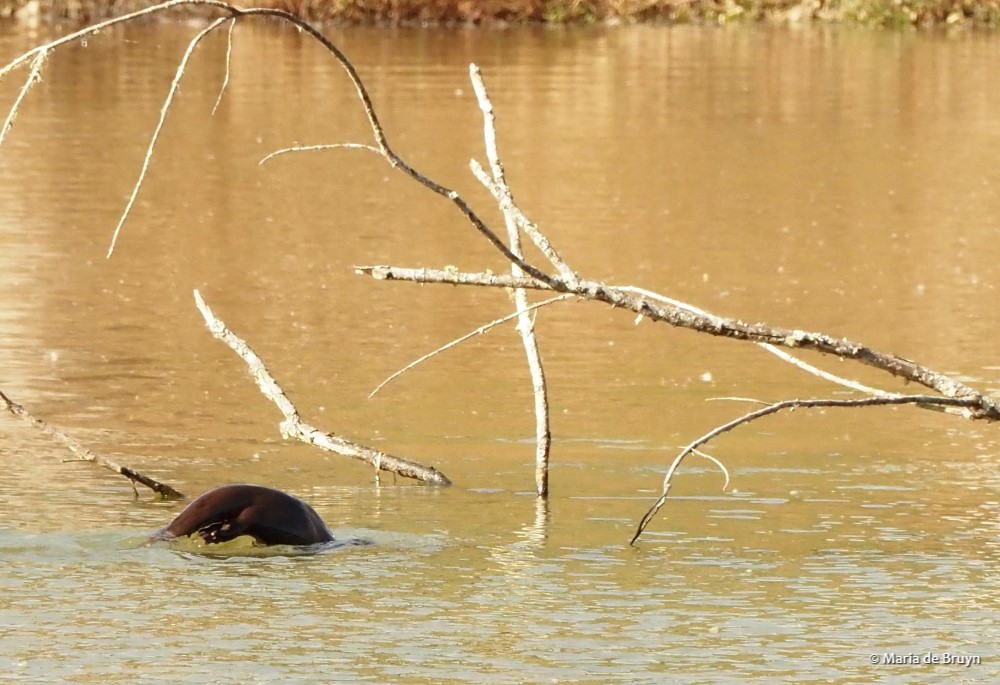 2 otter PC251094 © Maria de Bruyn res