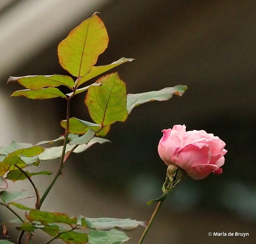 2 rose PC018346 © Maria de Bruyn res